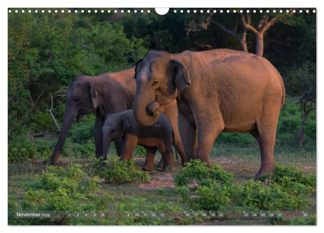 Bild: 9783457853306 | Reise nach Sri Lanka (Wandkalender 2026 DIN A3 quer), CALVENDO...