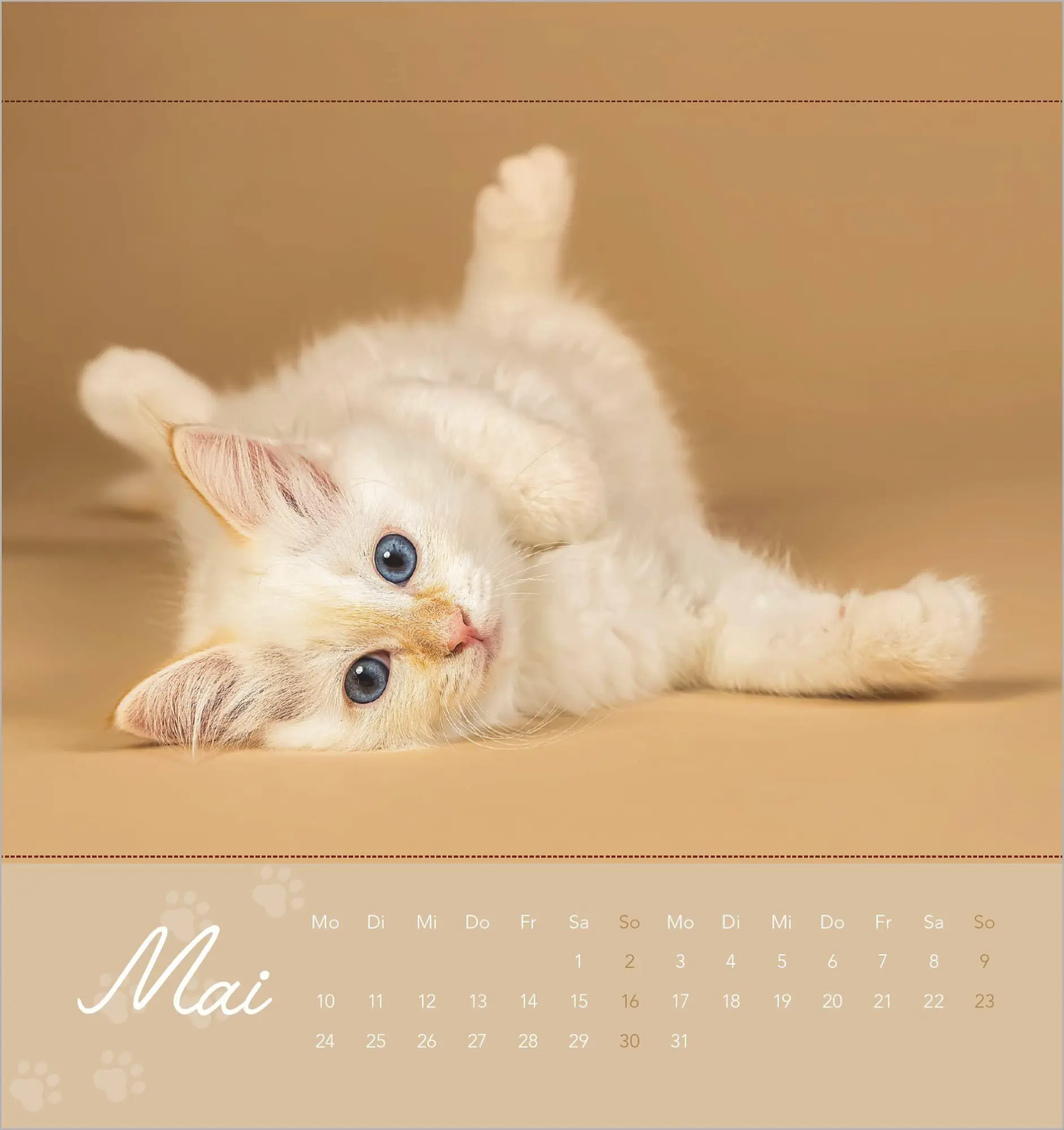 Bild: 4069095013506 | Kleine Samtpfötchen 2027 | Neumann Verlage GmbH &amp; Co KG | Kalender