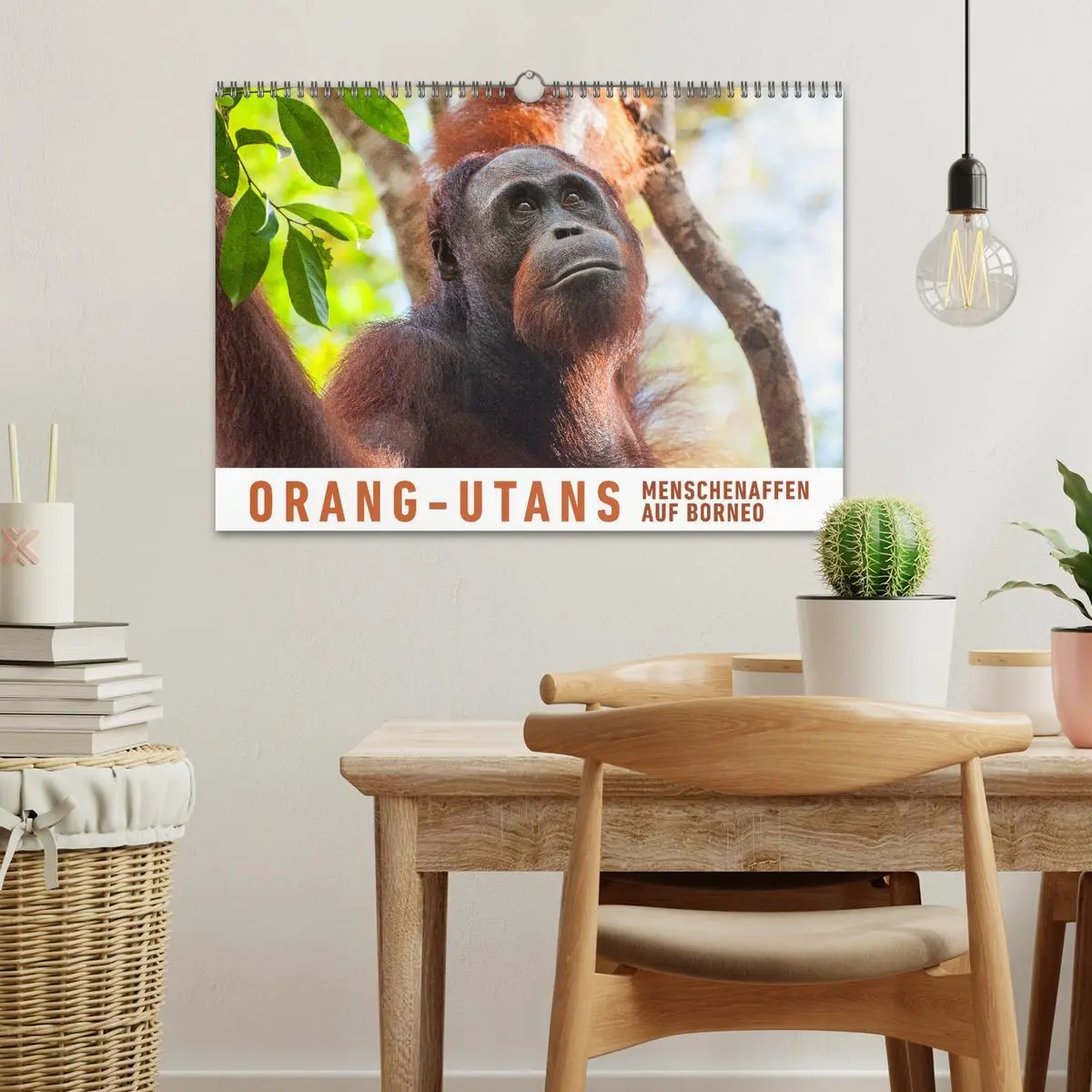 Bild: 9783457833506 | Orang-Utans Menschenaffen auf Borneo (Wandkalender 2026 DIN A3...