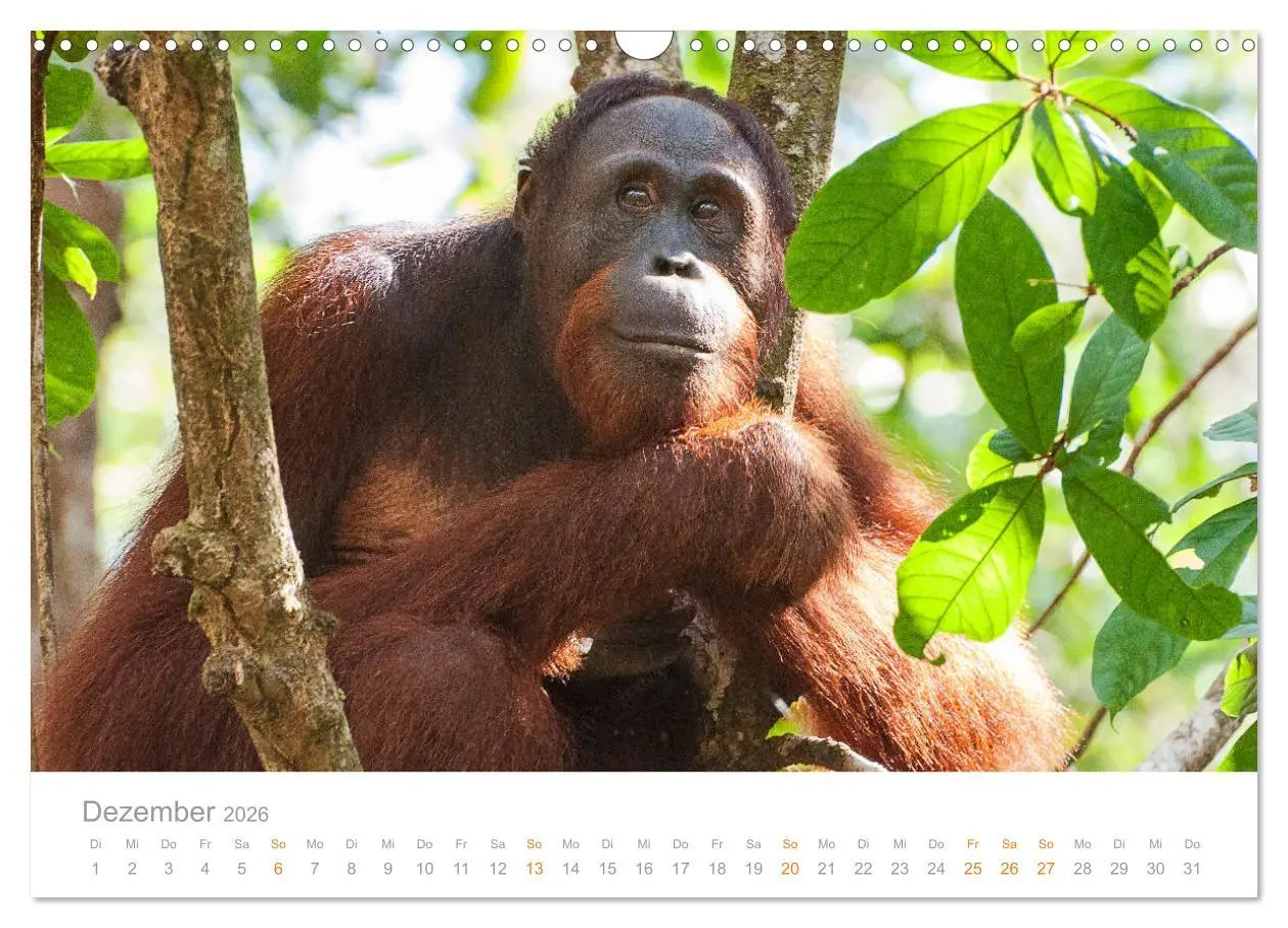 Bild: 9783457833506 | Orang-Utans Menschenaffen auf Borneo (Wandkalender 2026 DIN A3...