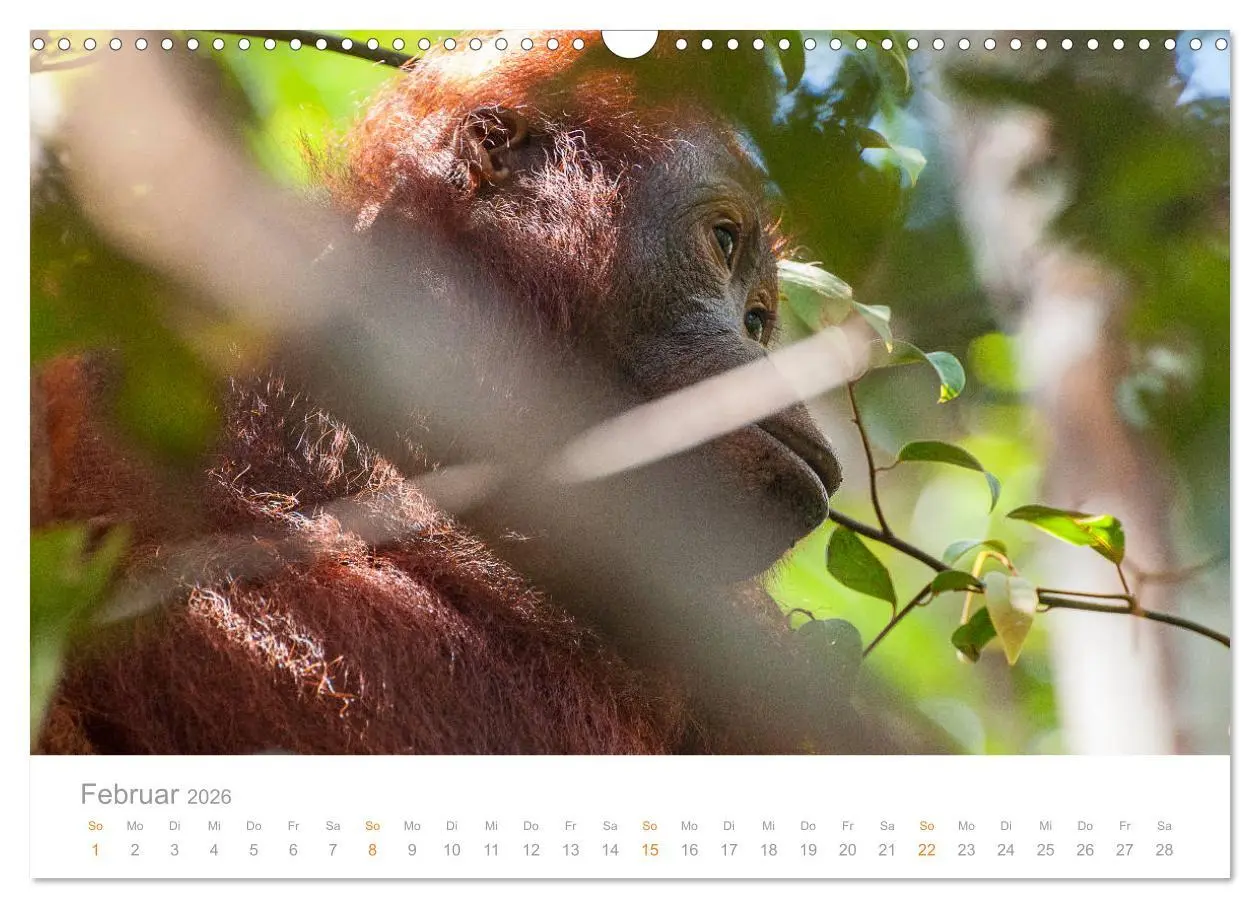 Bild: 9783457833506 | Orang-Utans Menschenaffen auf Borneo (Wandkalender 2026 DIN A3...