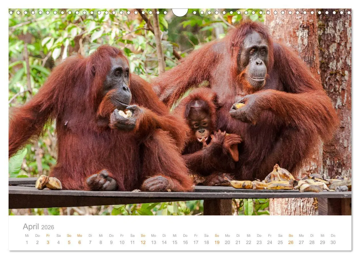 Bild: 9783457833506 | Orang-Utans Menschenaffen auf Borneo (Wandkalender 2026 DIN A3...