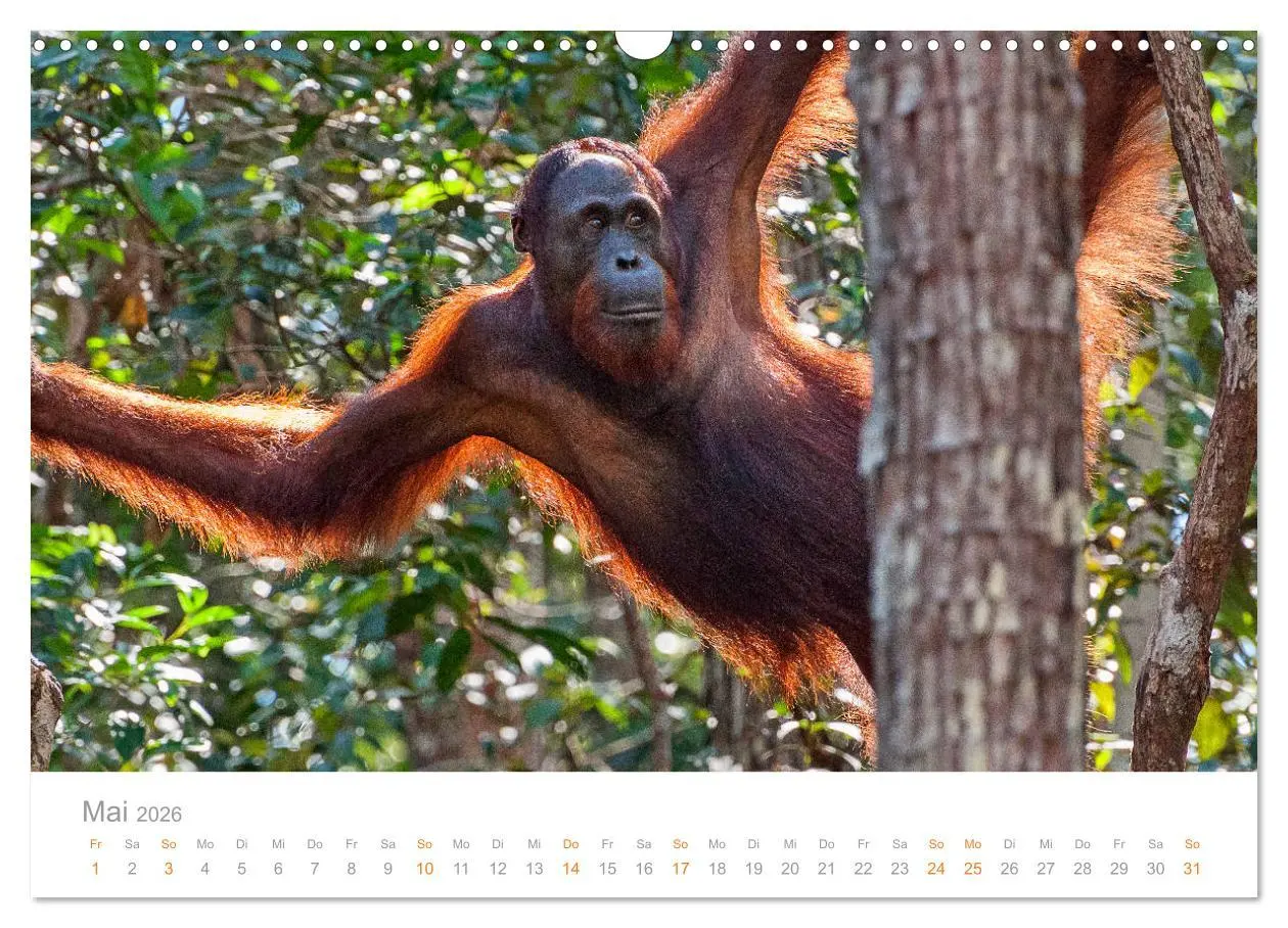 Bild: 9783457833506 | Orang-Utans Menschenaffen auf Borneo (Wandkalender 2026 DIN A3...