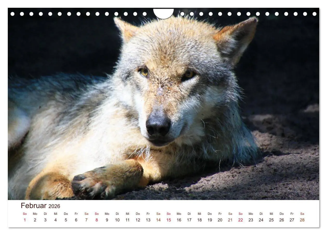 Bild: 9783457903506 | Wölfe 2026. Tierische Impressionen (Wandkalender 2026 DIN A4 quer),...