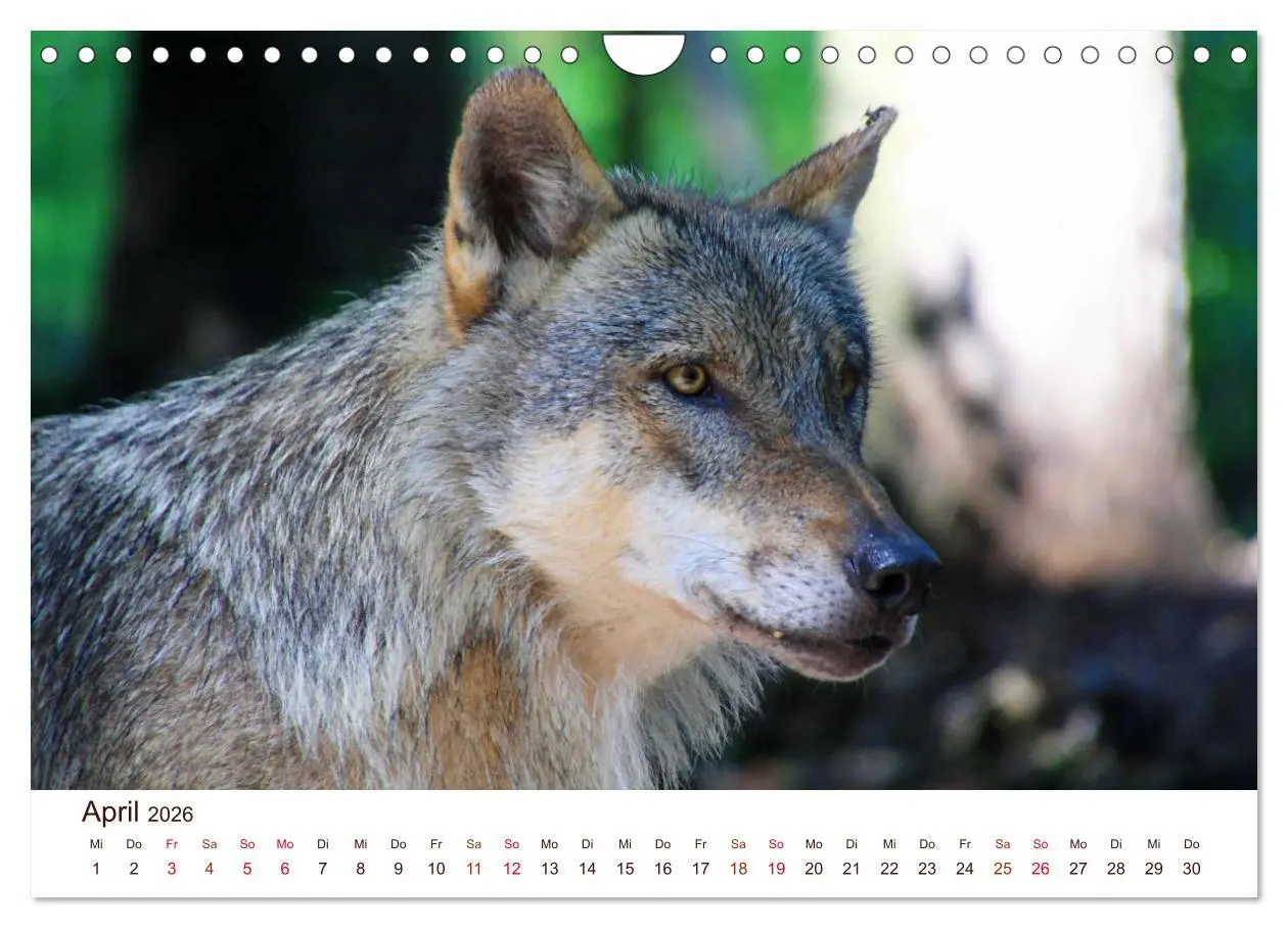 Bild: 9783457903506 | Wölfe 2026. Tierische Impressionen (Wandkalender 2026 DIN A4 quer),...