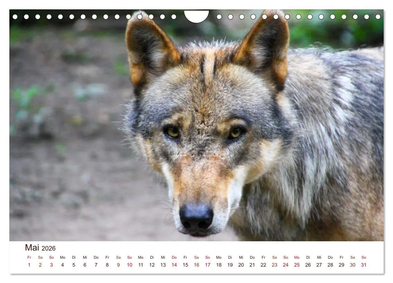 Bild: 9783457903506 | Wölfe 2026. Tierische Impressionen (Wandkalender 2026 DIN A4 quer),...