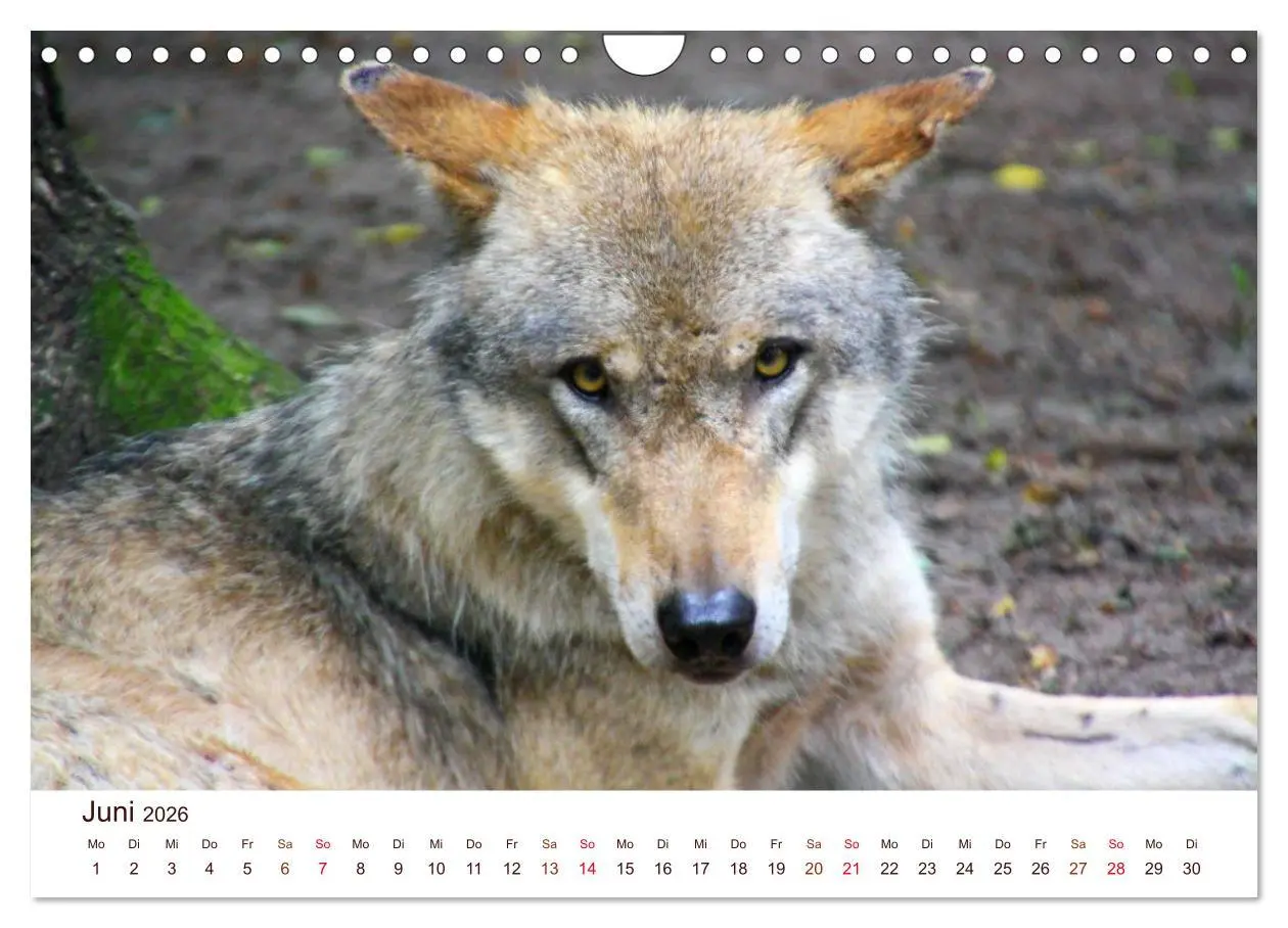 Bild: 9783457903506 | Wölfe 2026. Tierische Impressionen (Wandkalender 2026 DIN A4 quer),...