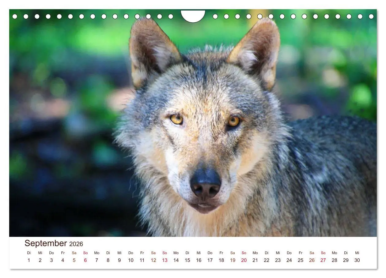 Bild: 9783457903506 | Wölfe 2026. Tierische Impressionen (Wandkalender 2026 DIN A4 quer),...
