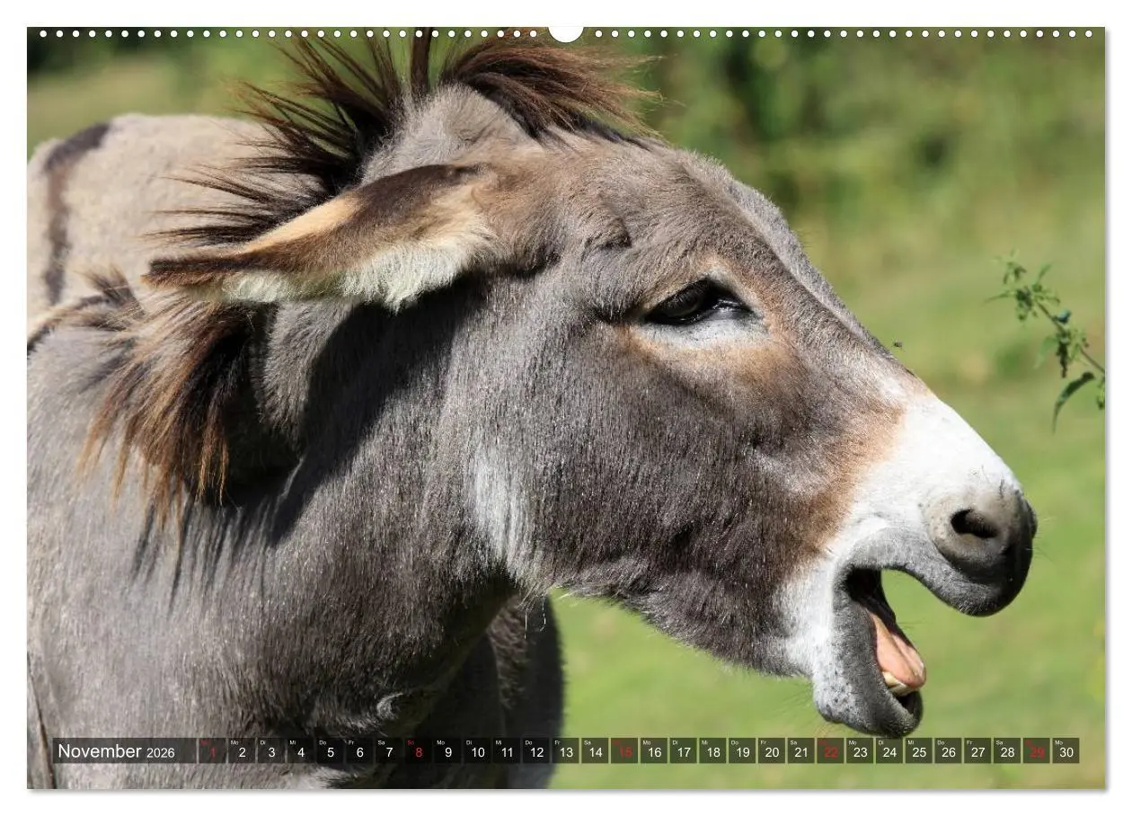 Bild: 9783516093506 | Esel - hübsch, klug und fleißig (hochwertiger Premium Wandkalender...