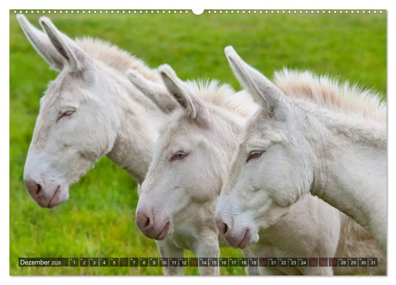 Bild: 9783516093506 | Esel - hübsch, klug und fleißig (hochwertiger Premium Wandkalender...
