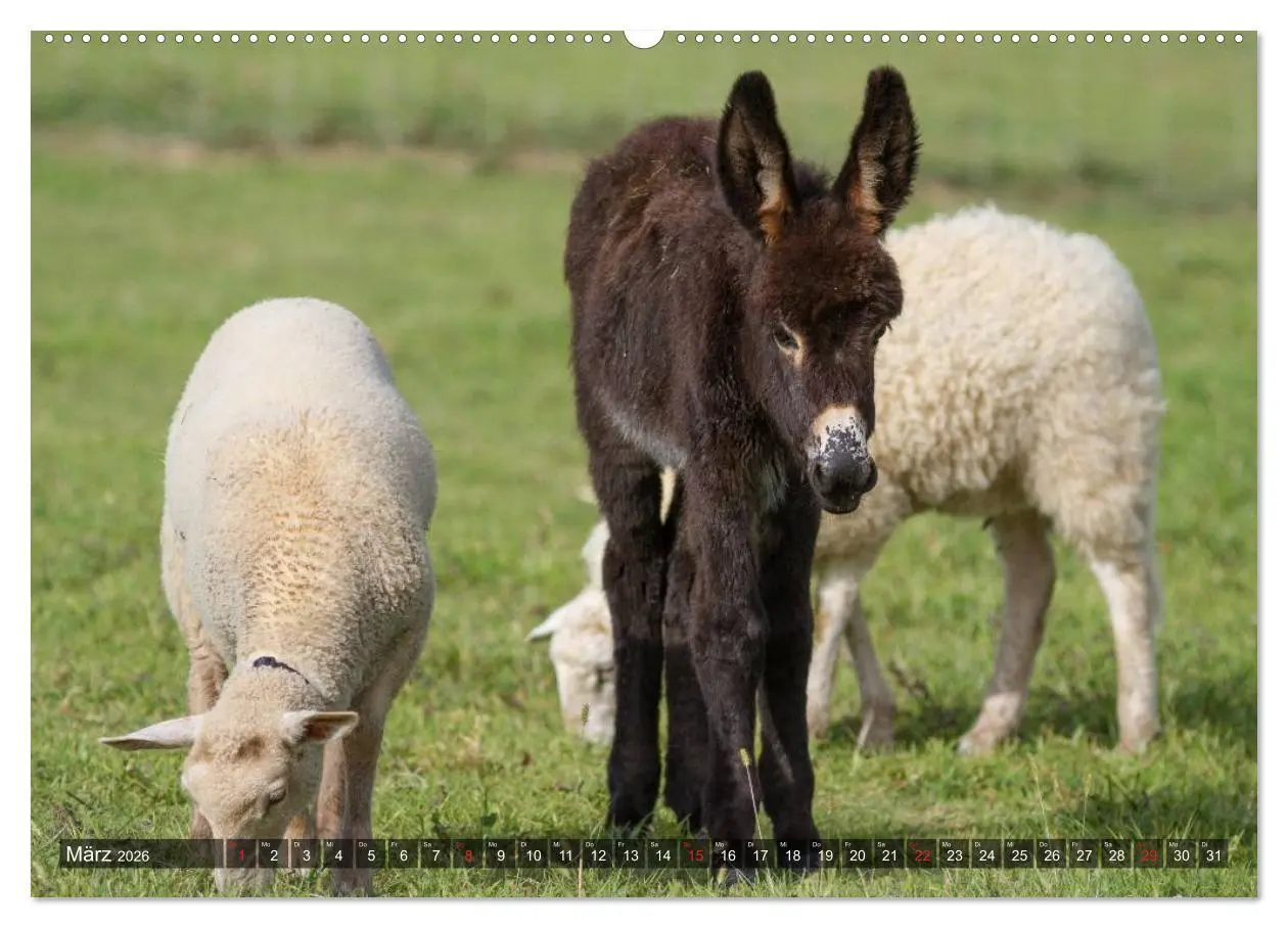 Bild: 9783516093506 | Esel - hübsch, klug und fleißig (hochwertiger Premium Wandkalender...