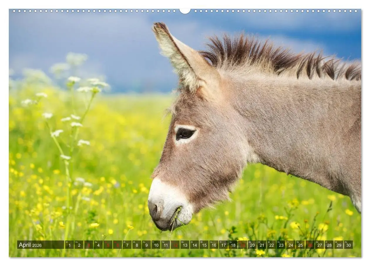 Bild: 9783516093506 | Esel - hübsch, klug und fleißig (hochwertiger Premium Wandkalender...