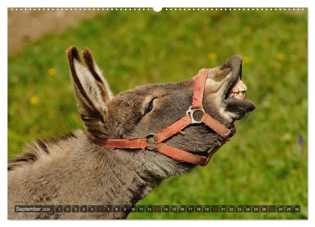 Bild: 9783516093506 | Esel - hübsch, klug und fleißig (hochwertiger Premium Wandkalender...