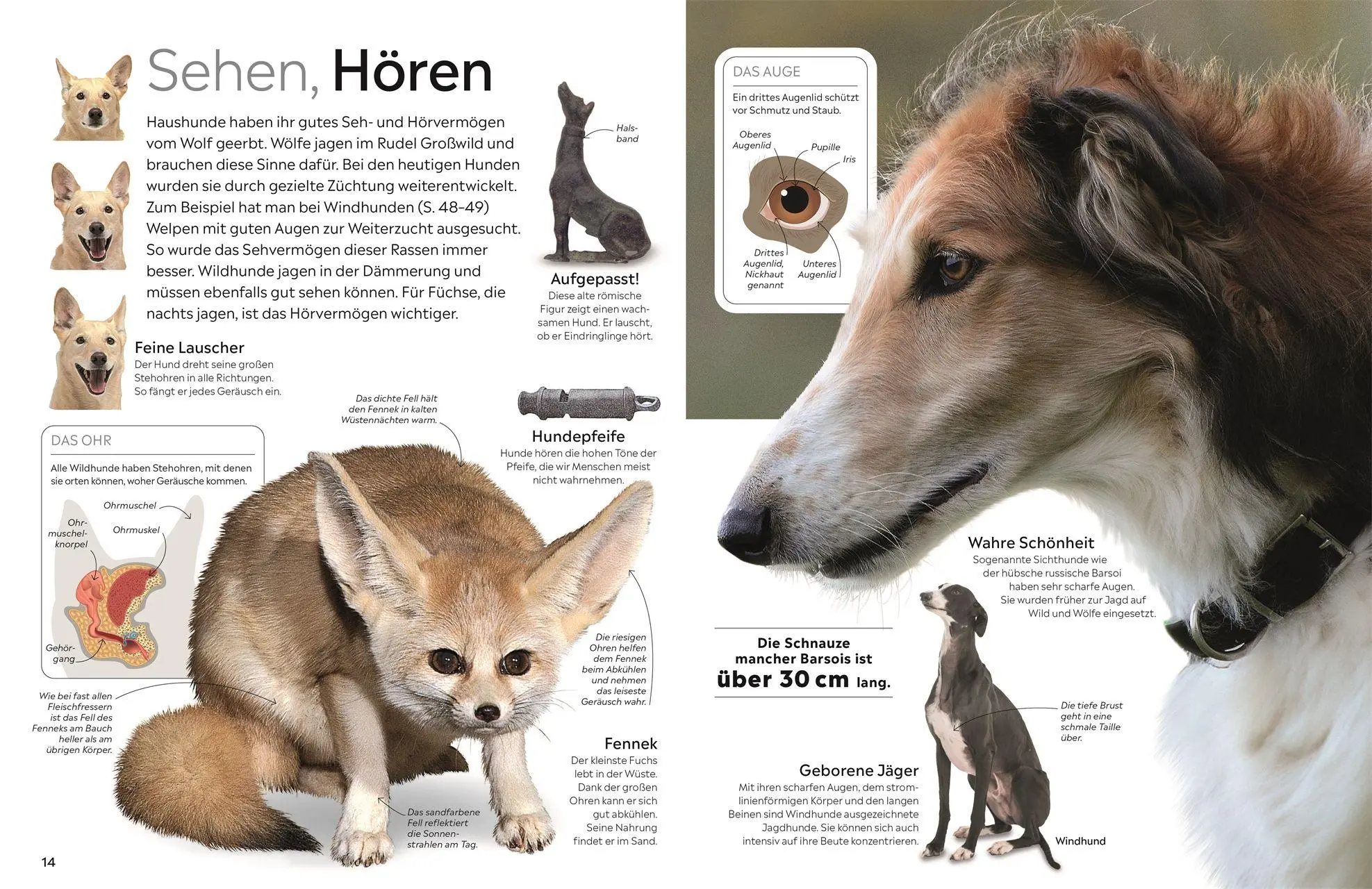 Bild: 9783831053506 | memo Wissen. Hunde | Juliet Clutton-Brock | Buch | memo Wissen | 72 S.