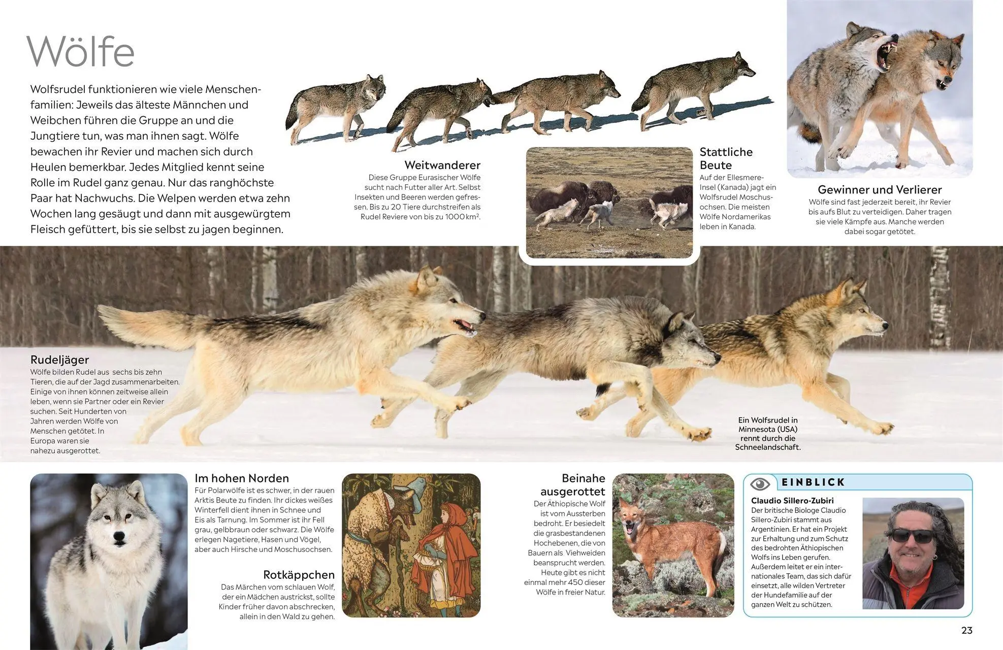 Bild: 9783831053506 | memo Wissen. Hunde | Juliet Clutton-Brock | Buch | memo Wissen | 72 S.