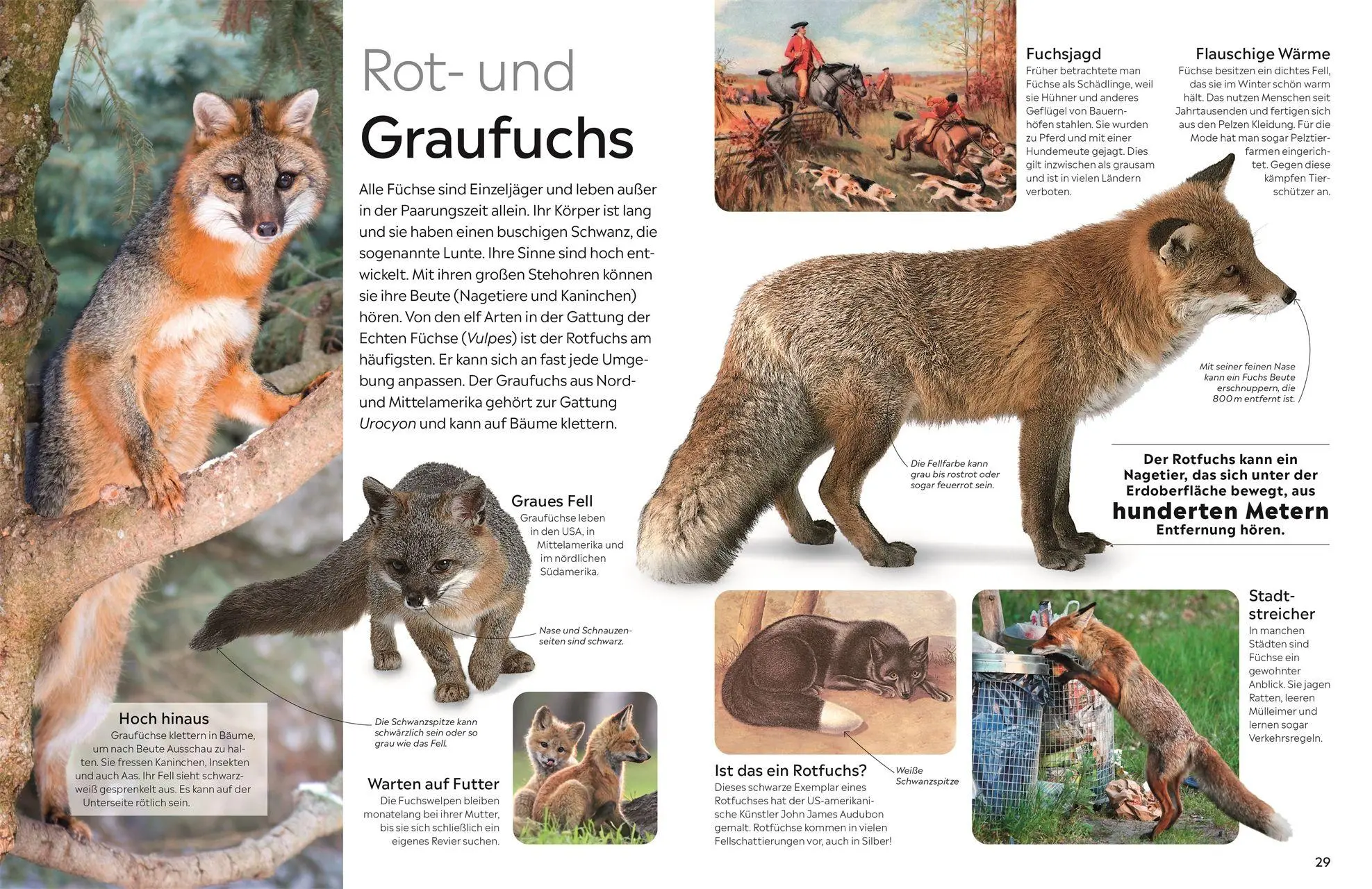 Bild: 9783831053506 | memo Wissen. Hunde | Juliet Clutton-Brock | Buch | memo Wissen | 72 S.
