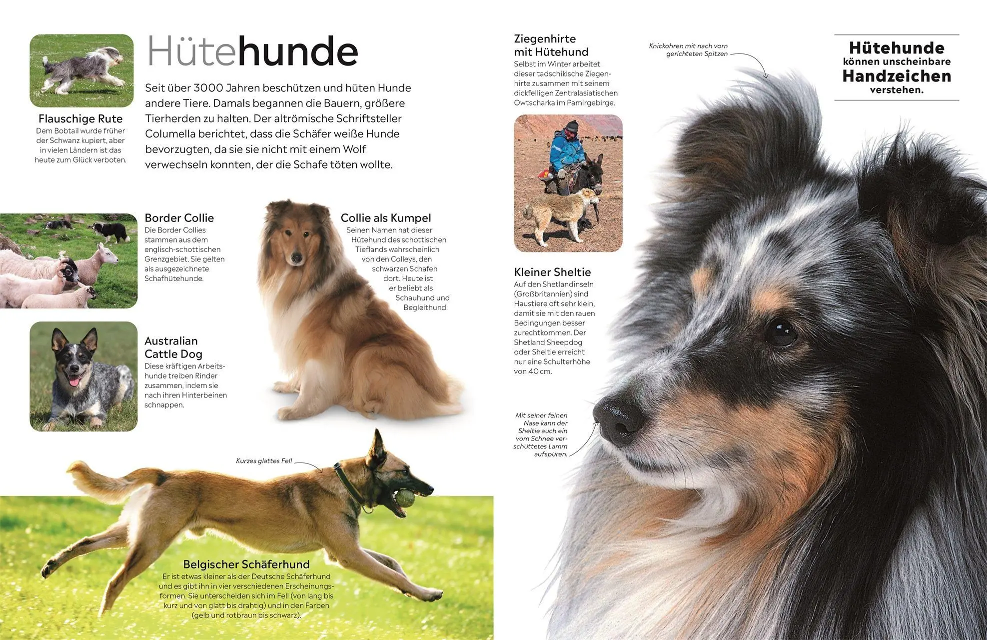 Bild: 9783831053506 | memo Wissen. Hunde | Juliet Clutton-Brock | Buch | memo Wissen | 72 S.