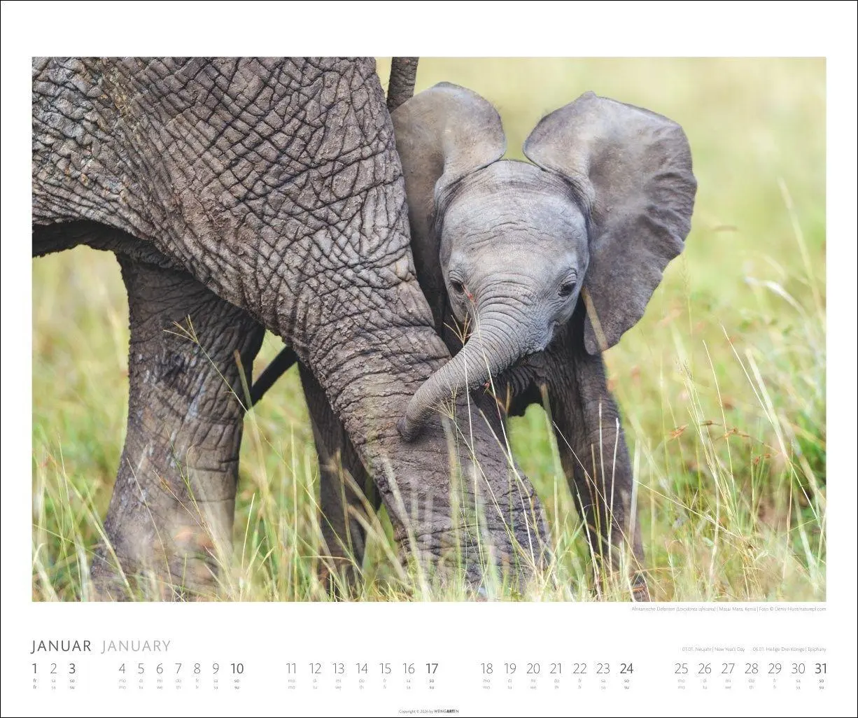 Bild: 9783839903506 | Elefanten Kalender 2027 | Kalender | Tierkalender Weingarten | 14 S.