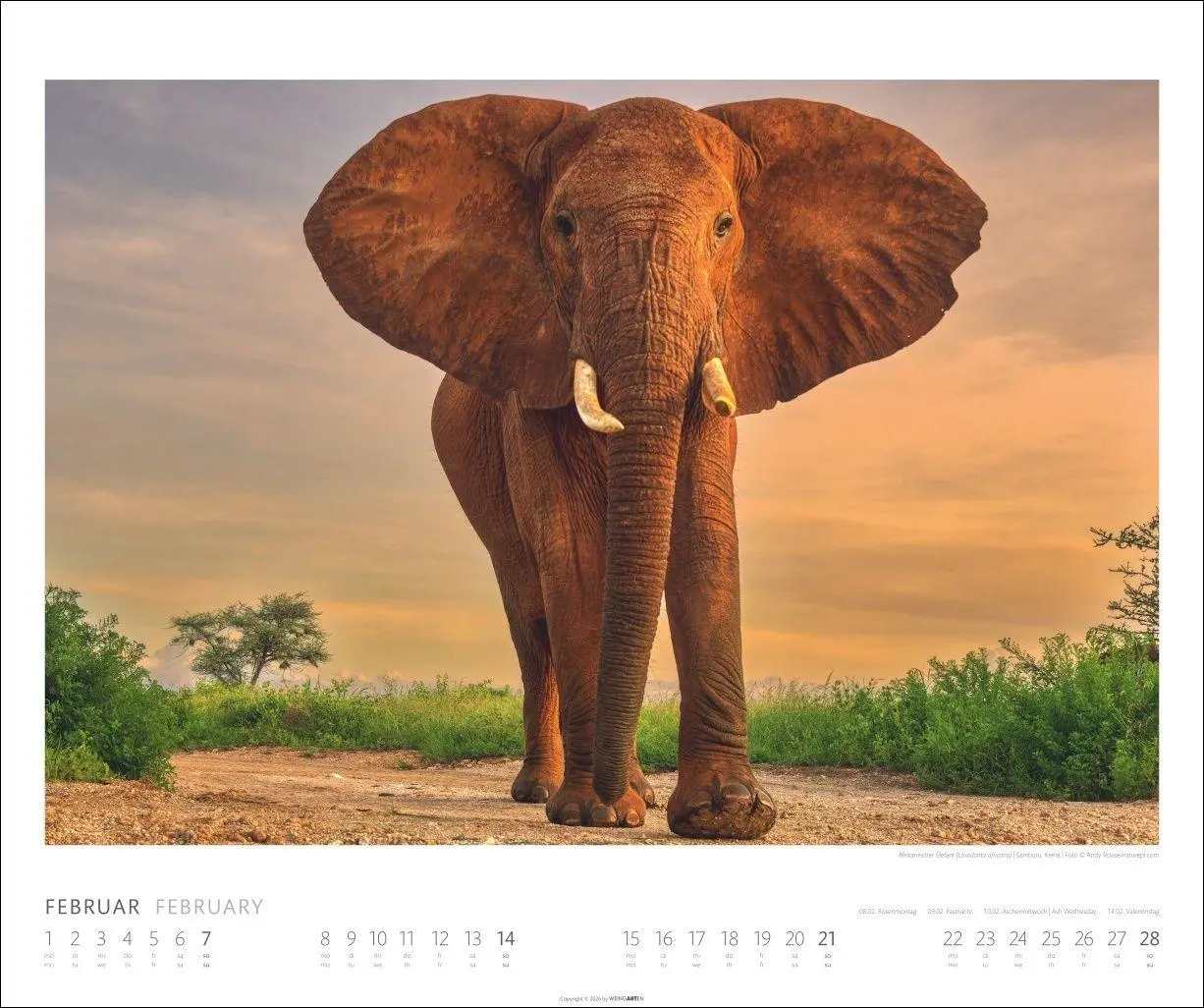 Bild: 9783839903506 | Elefanten Kalender 2027 | Kalender | Tierkalender Weingarten | 14 S.