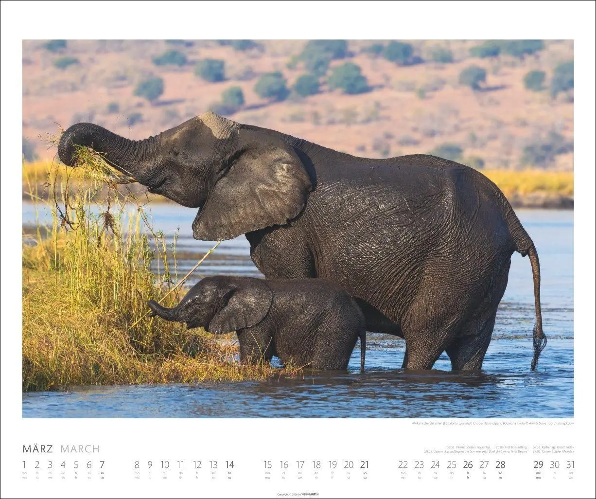 Bild: 9783839903506 | Elefanten Kalender 2027 | Kalender | Tierkalender Weingarten | 14 S.