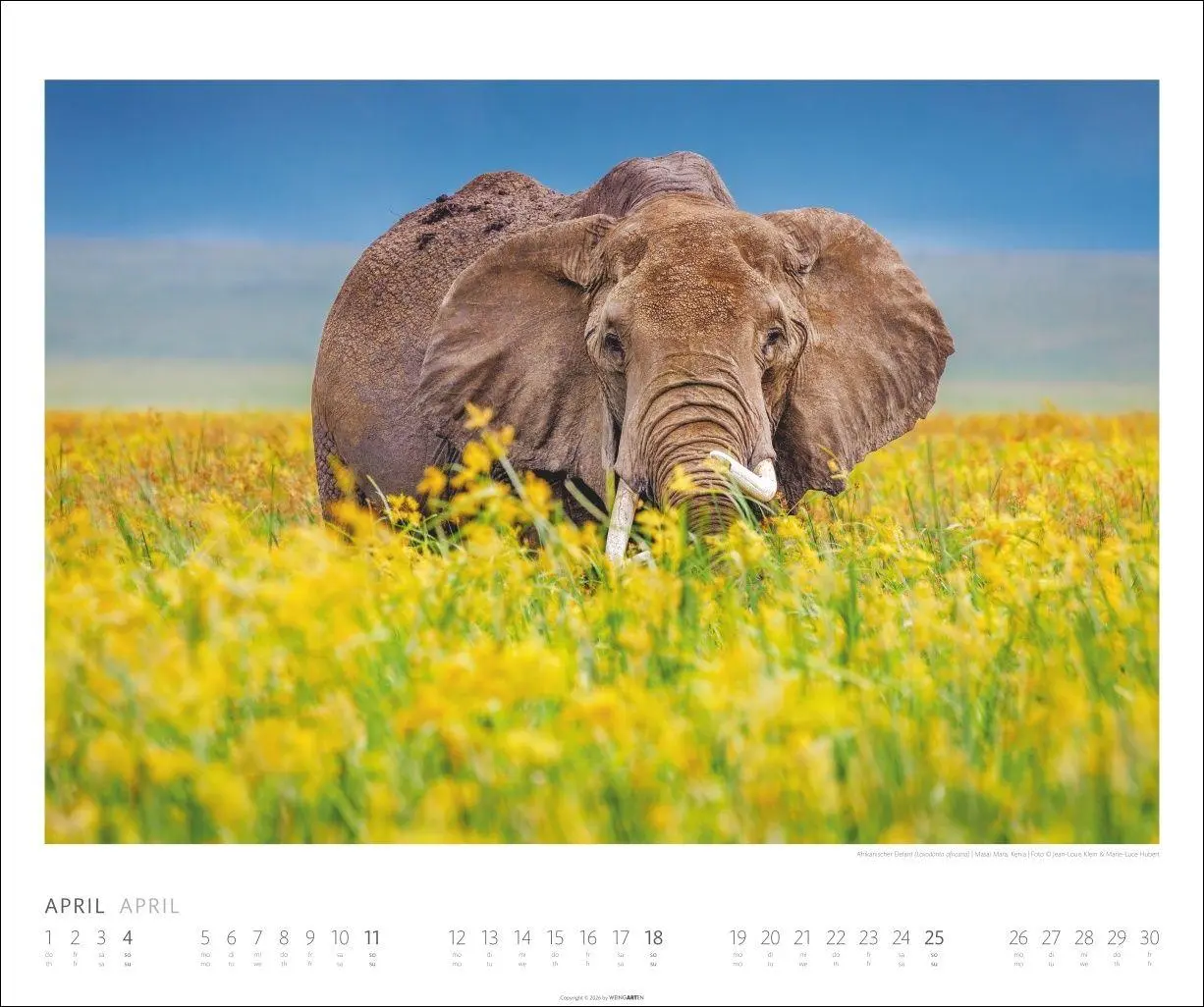 Bild: 9783839903506 | Elefanten Kalender 2027 | Kalender | Tierkalender Weingarten | 14 S.