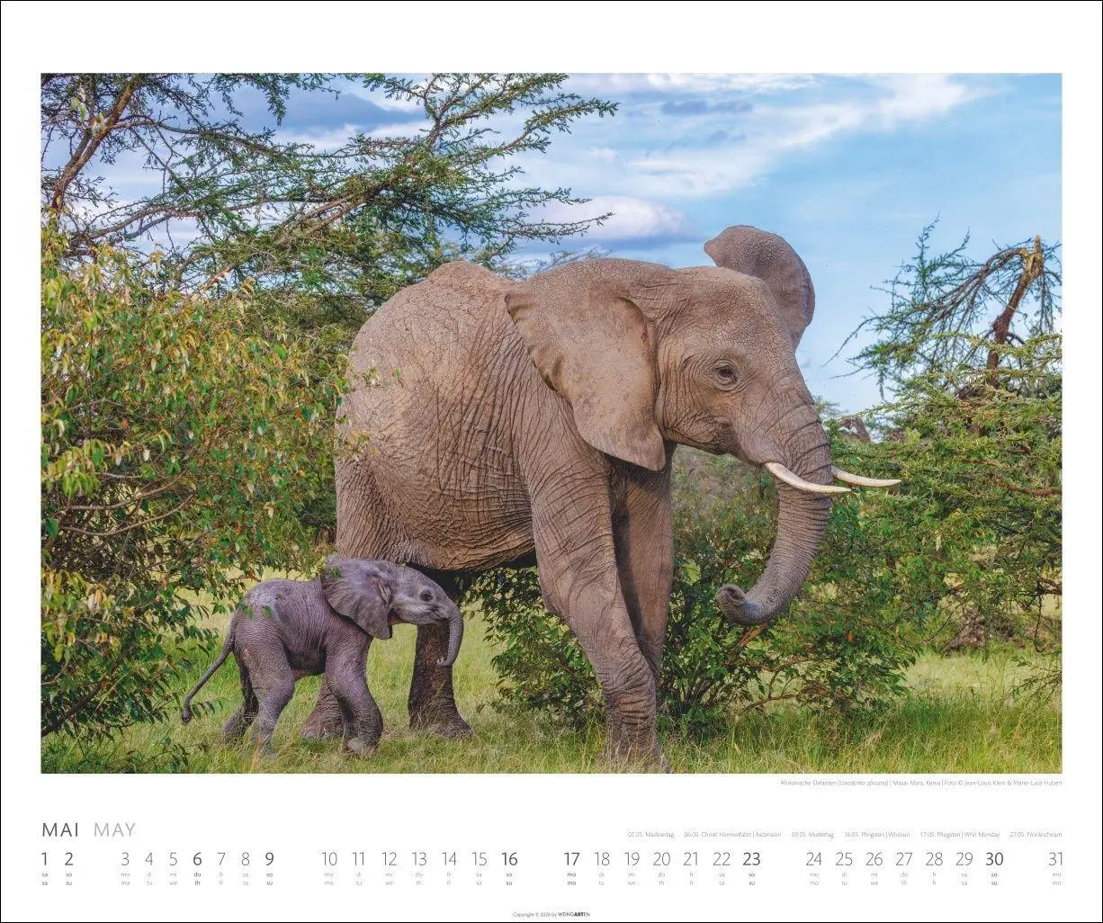 Bild: 9783839903506 | Elefanten Kalender 2027 | Kalender | Tierkalender Weingarten | 14 S.