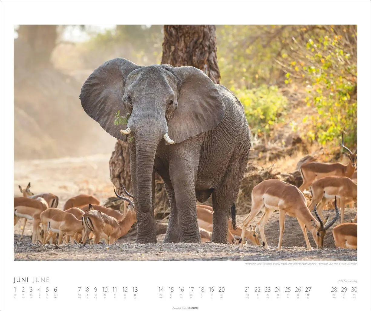 Bild: 9783839903506 | Elefanten Kalender 2027 | Kalender | Tierkalender Weingarten | 14 S.