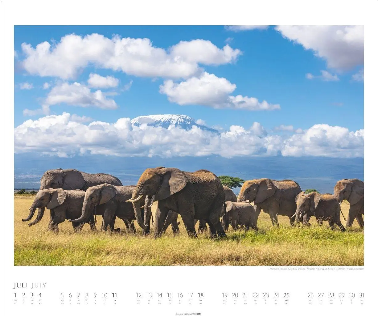 Bild: 9783839903506 | Elefanten Kalender 2027 | Kalender | Tierkalender Weingarten | 14 S.