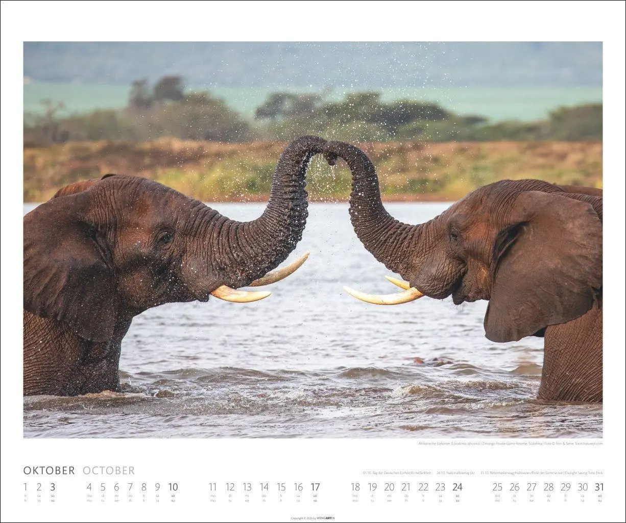 Bild: 9783839903506 | Elefanten Kalender 2027 | Kalender | Tierkalender Weingarten | 14 S.