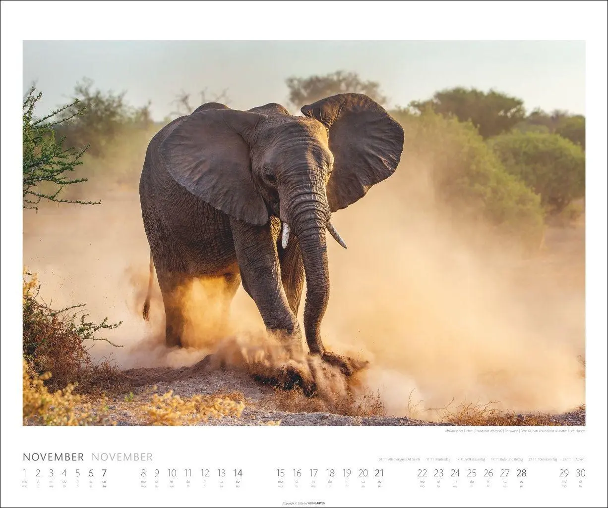 Bild: 9783839903506 | Elefanten Kalender 2027 | Kalender | Tierkalender Weingarten | 14 S.