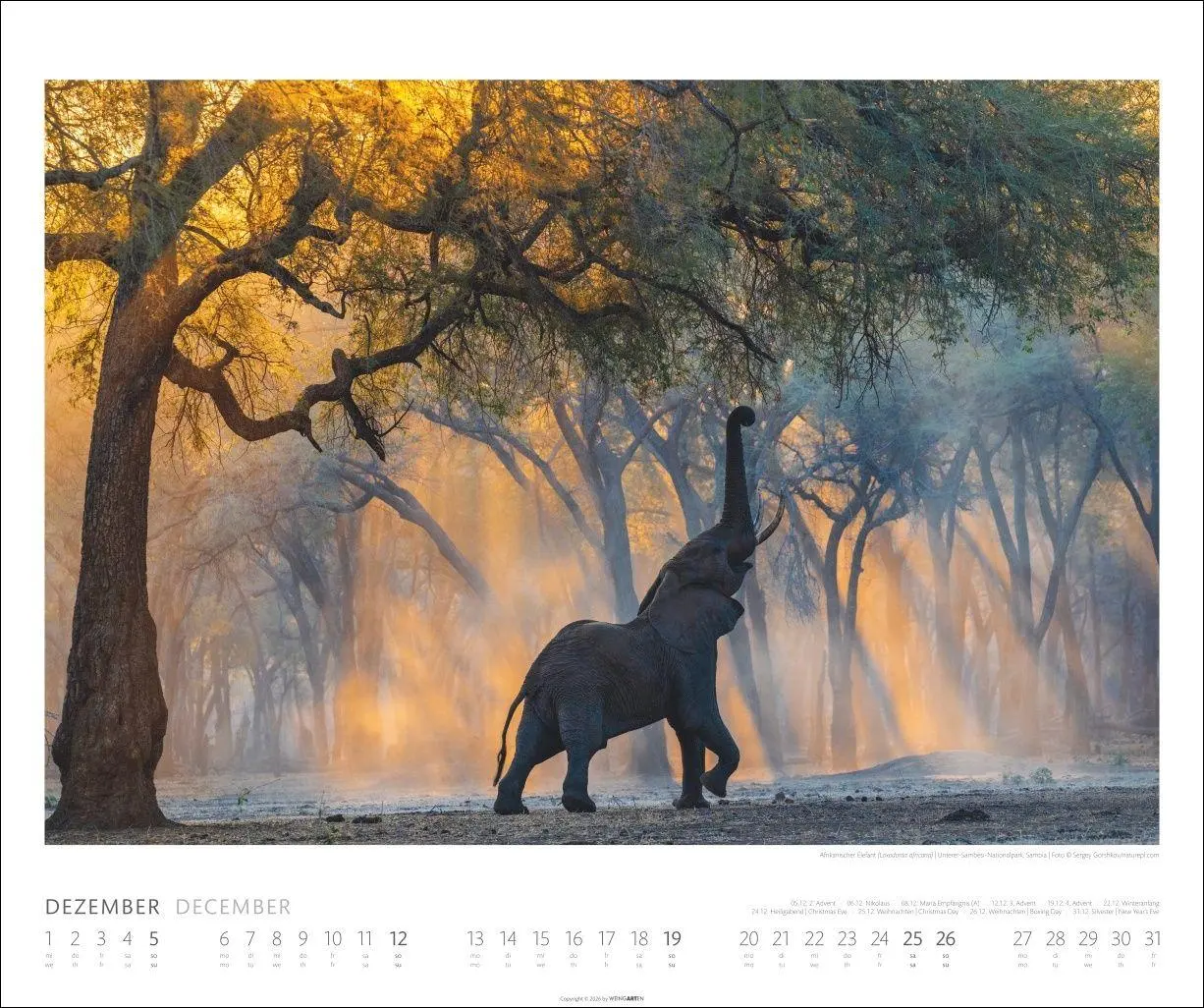Bild: 9783839903506 | Elefanten Kalender 2027 | Kalender | Tierkalender Weingarten | 14 S.