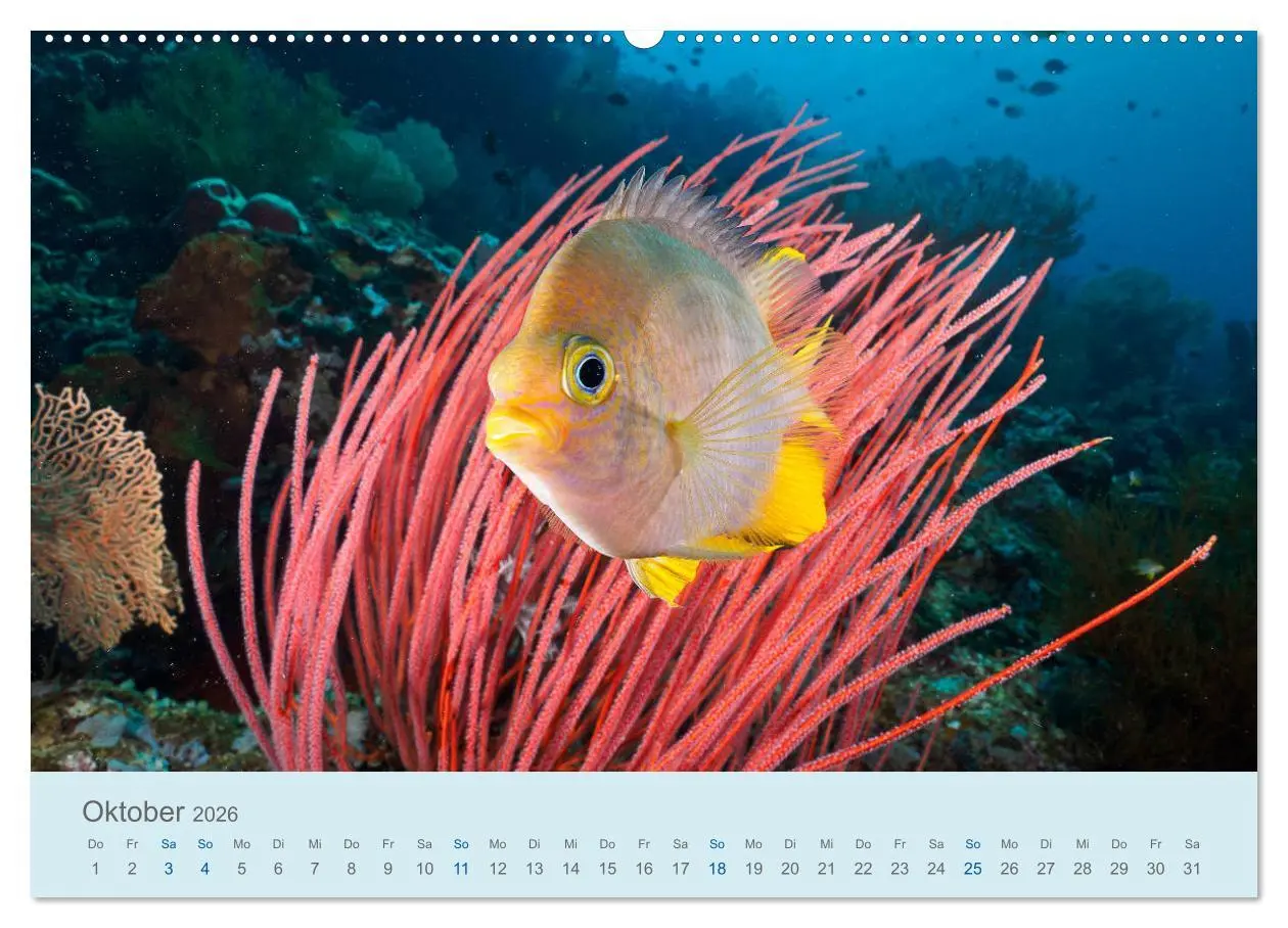 Bild: 9783457683606 | Abenteuer Unterwasser (hochwertiger Premium Wandkalender 2026 DIN...