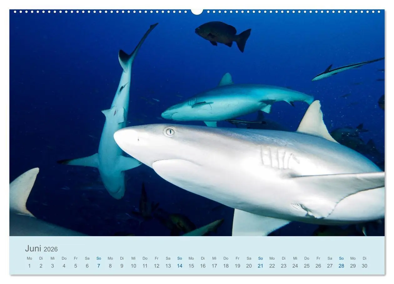 Bild: 9783457683606 | Abenteuer Unterwasser (hochwertiger Premium Wandkalender 2026 DIN...