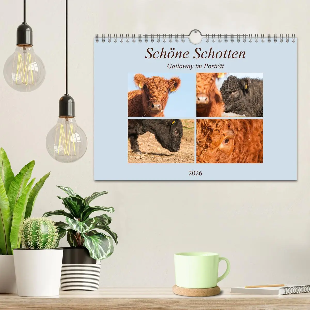 Bild: 9783457753606 | Schöne Schotten - Galloway im Porträt (Wandkalender 2026 DIN A4...