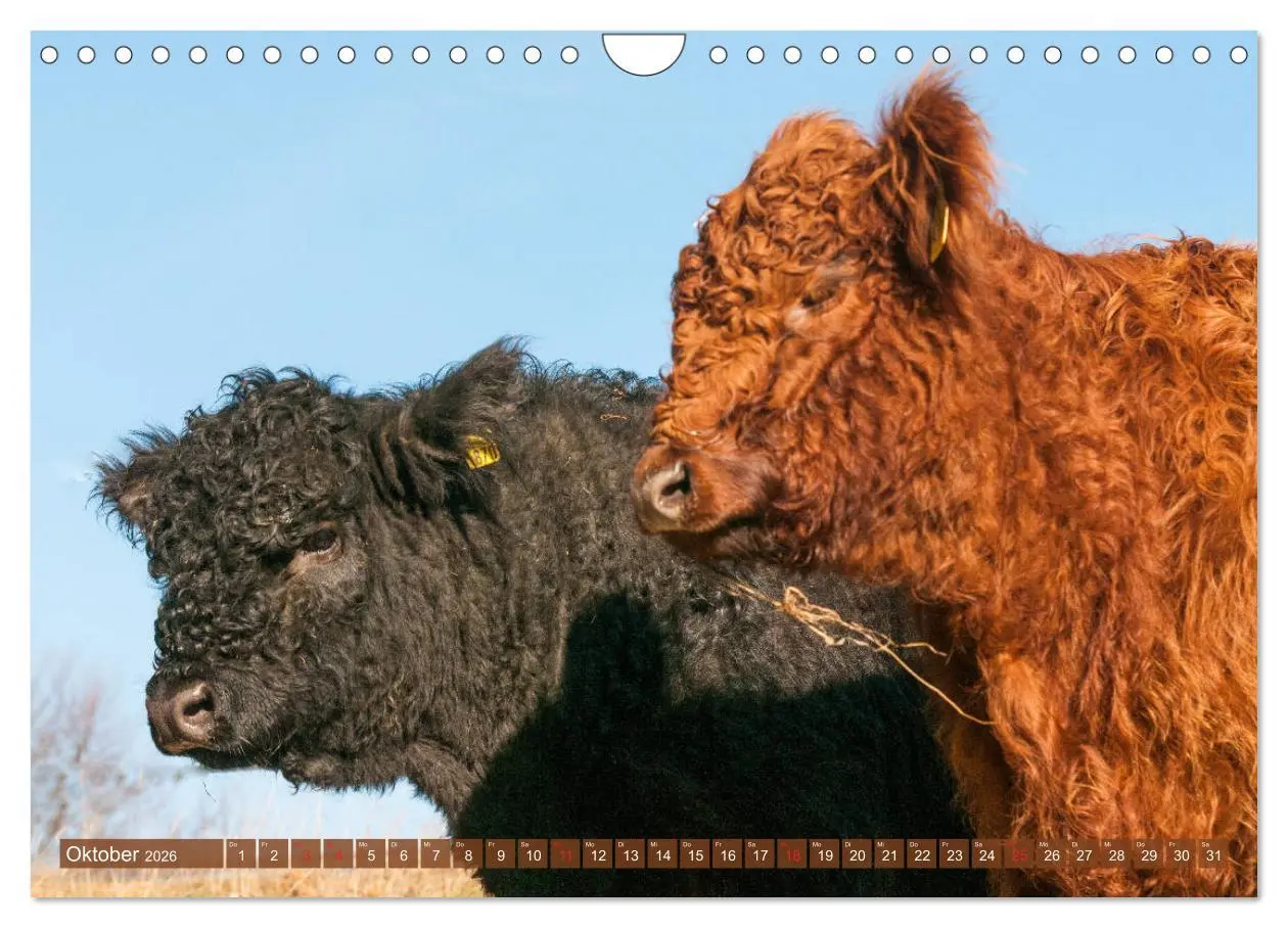 Bild: 9783457753606 | Schöne Schotten - Galloway im Porträt (Wandkalender 2026 DIN A4...