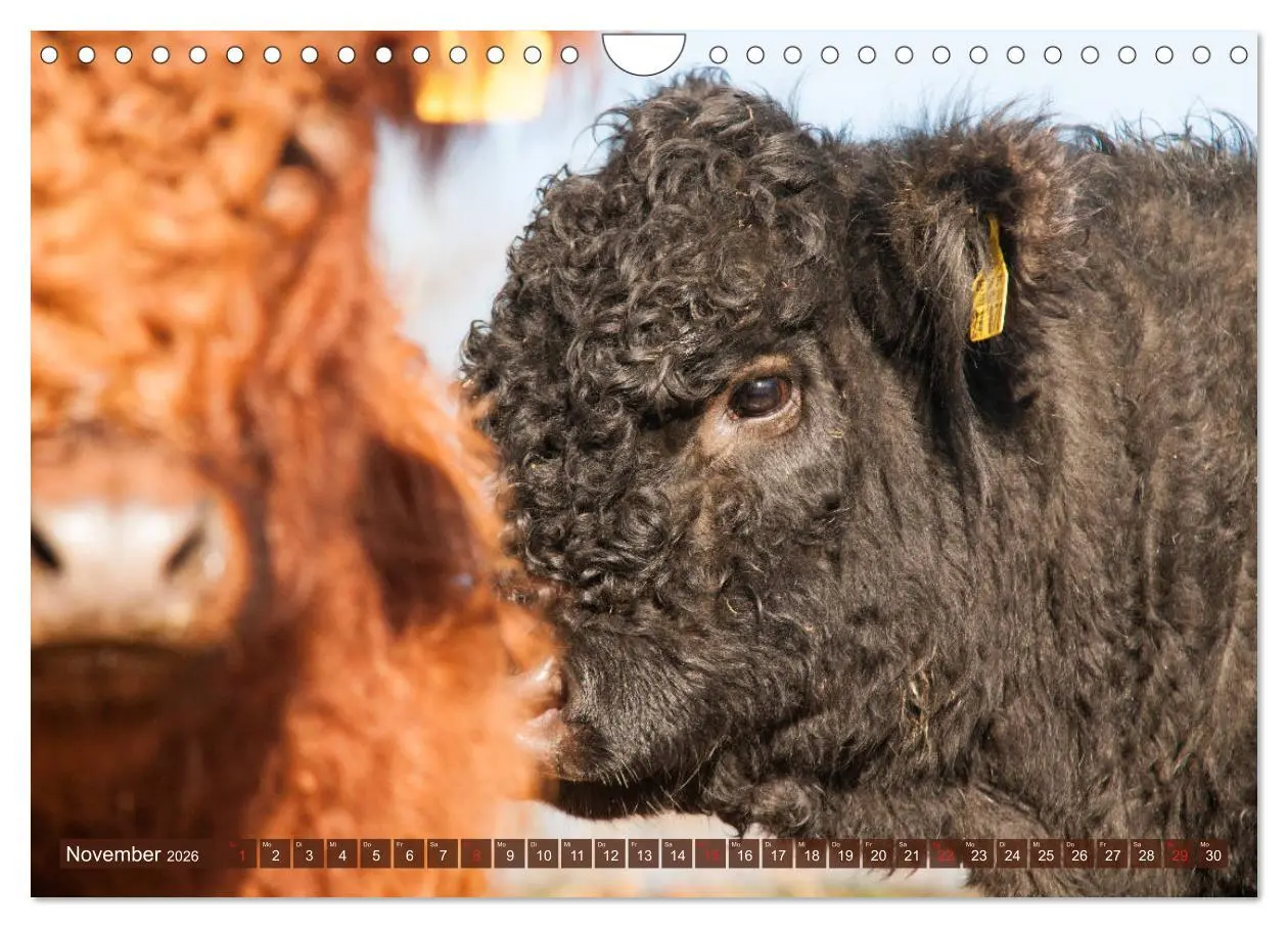 Bild: 9783457753606 | Schöne Schotten - Galloway im Porträt (Wandkalender 2026 DIN A4...