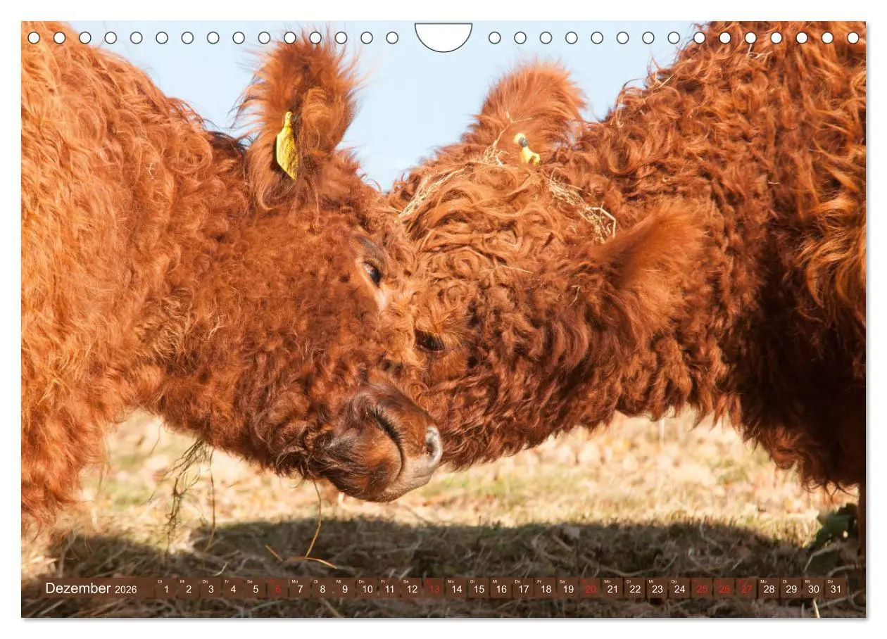 Bild: 9783457753606 | Schöne Schotten - Galloway im Porträt (Wandkalender 2026 DIN A4...