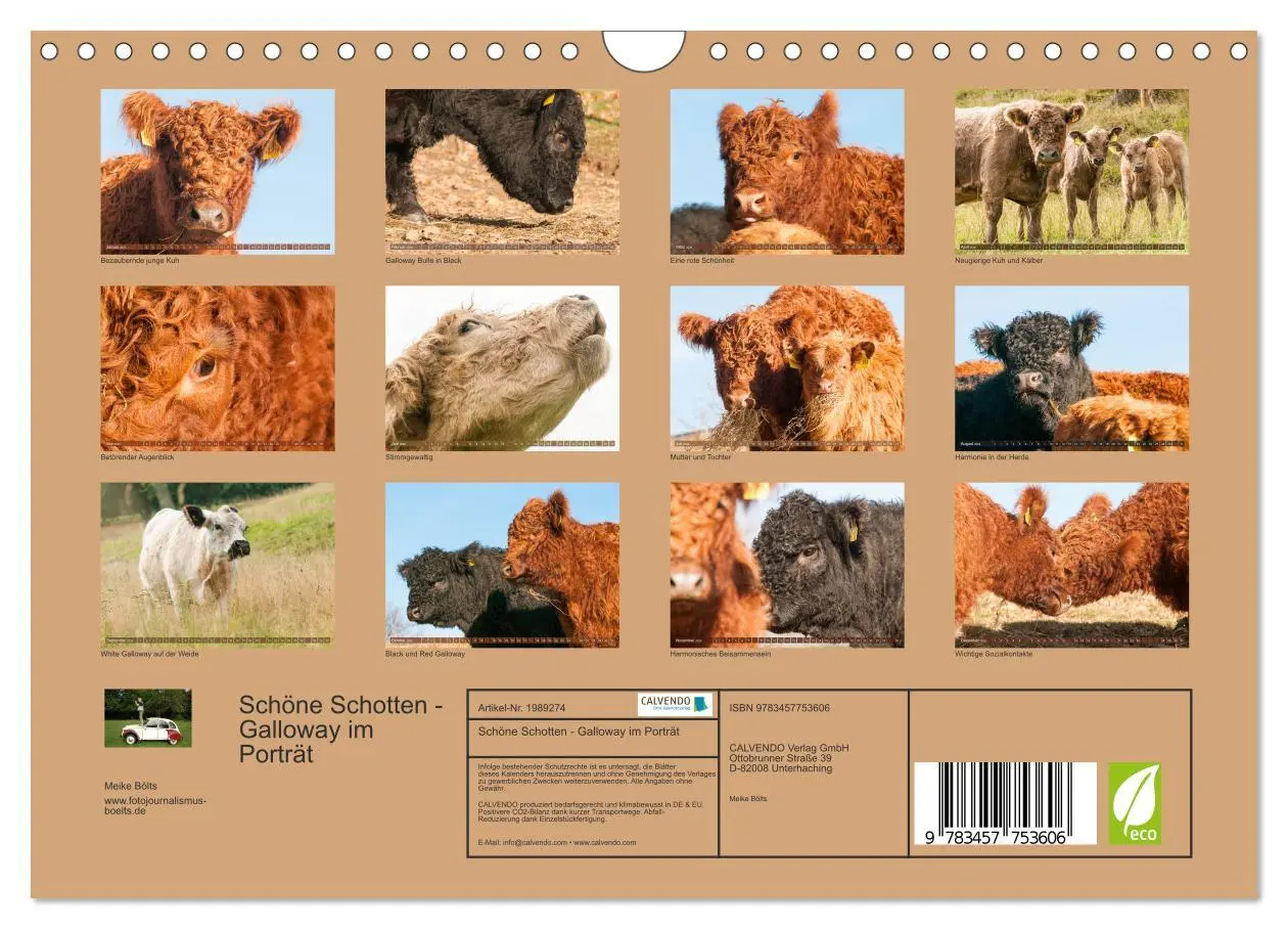 Bild: 9783457753606 | Schöne Schotten - Galloway im Porträt (Wandkalender 2026 DIN A4...