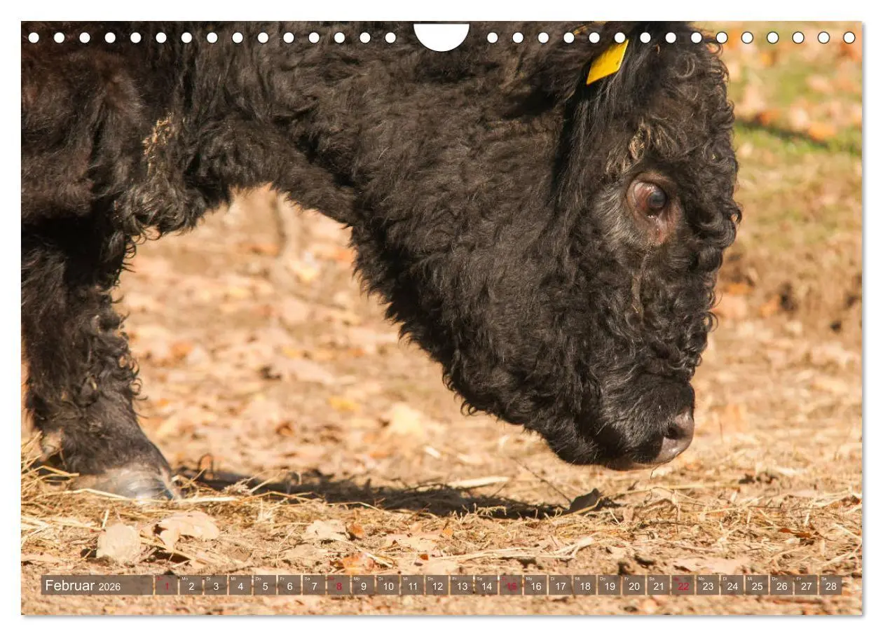 Bild: 9783457753606 | Schöne Schotten - Galloway im Porträt (Wandkalender 2026 DIN A4...