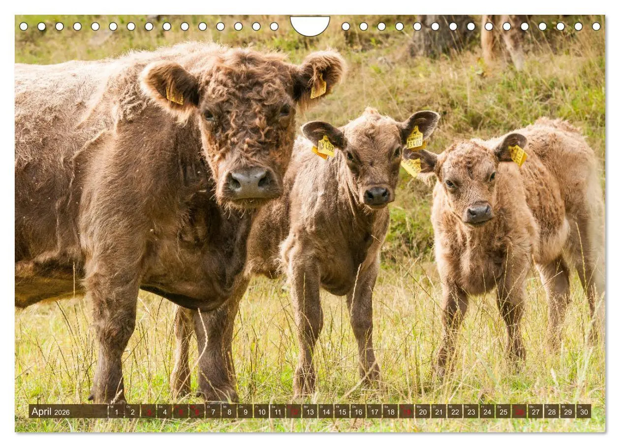 Bild: 9783457753606 | Schöne Schotten - Galloway im Porträt (Wandkalender 2026 DIN A4...
