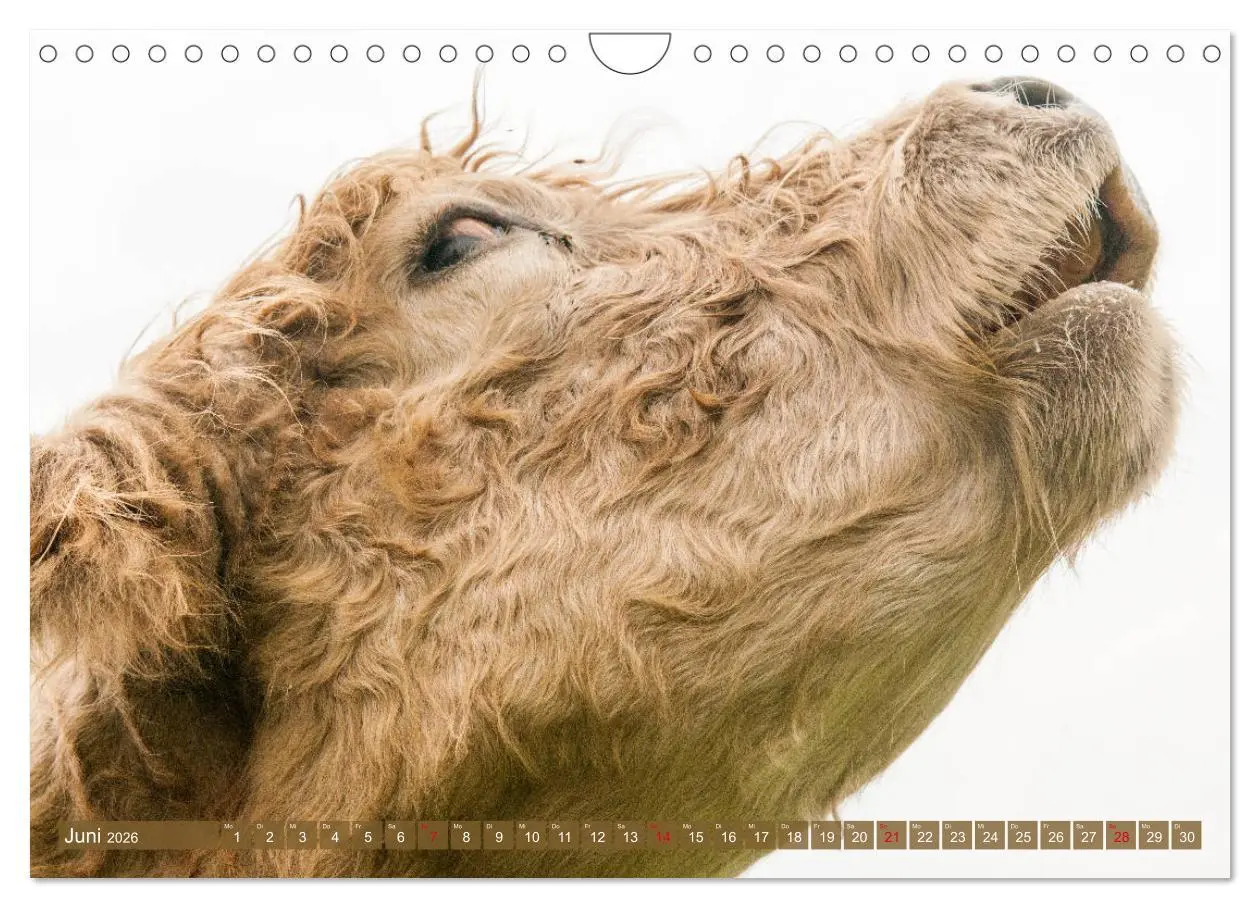 Bild: 9783457753606 | Schöne Schotten - Galloway im Porträt (Wandkalender 2026 DIN A4...