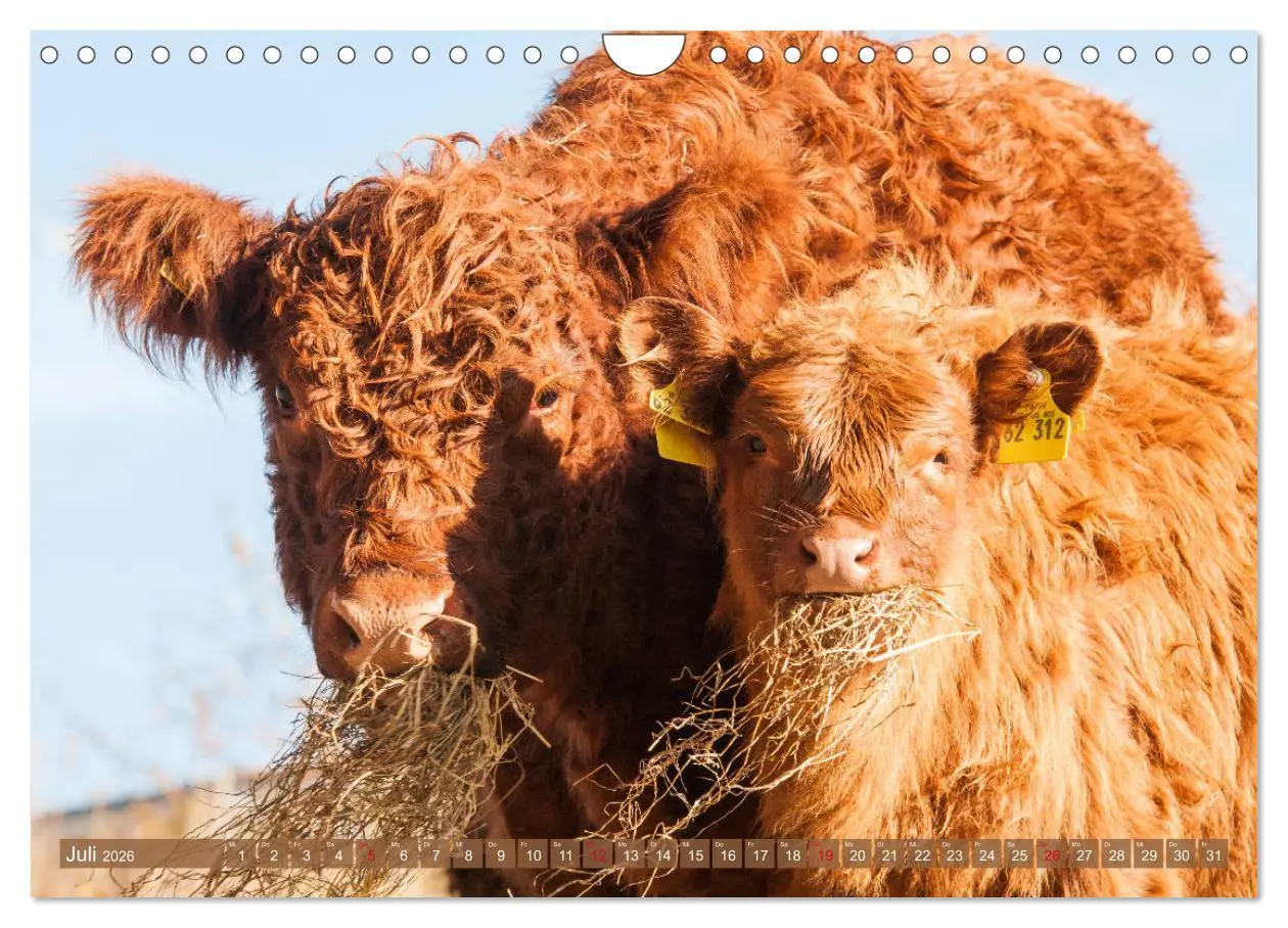 Bild: 9783457753606 | Schöne Schotten - Galloway im Porträt (Wandkalender 2026 DIN A4...