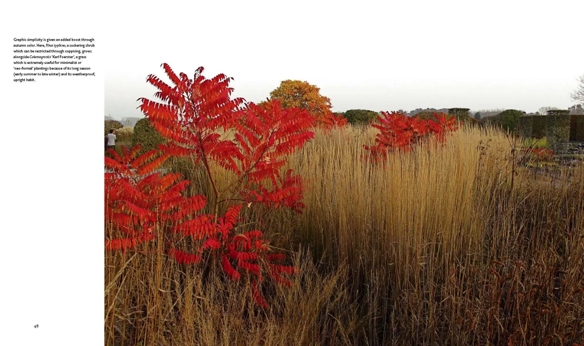 Bild: 9781604693706 | Planting | A New Perspective | Piet Oudolf (u. a.) | Buch | Gebunden