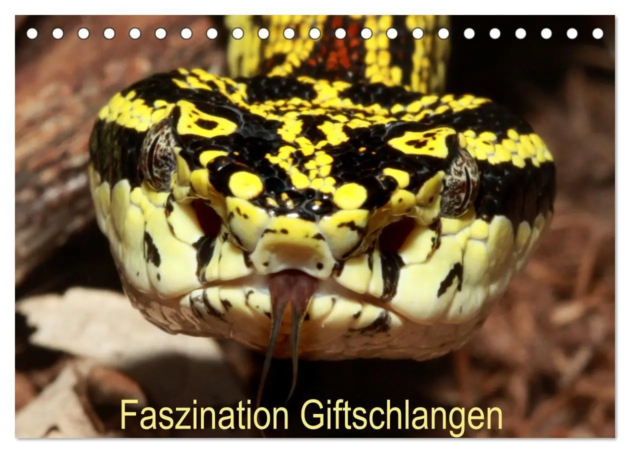 Cover: 9783457363706 | Faszination Giftschlangen (Tischkalender 2026 DIN A5 quer),...