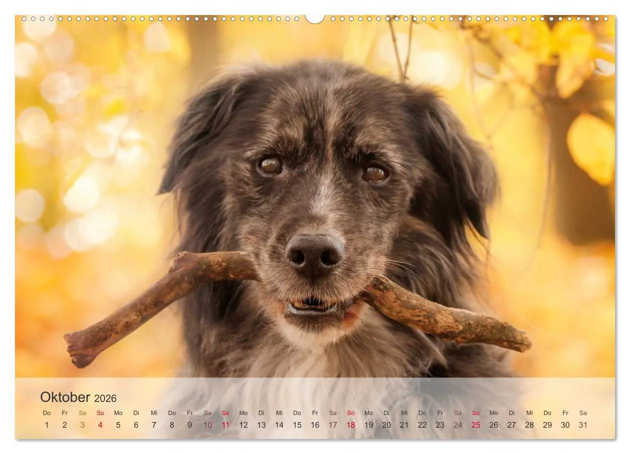 Bild: 9783457973806 | Hunde 2026 - Treue Begleiter (Wandkalender 2026 DIN A2 quer),...