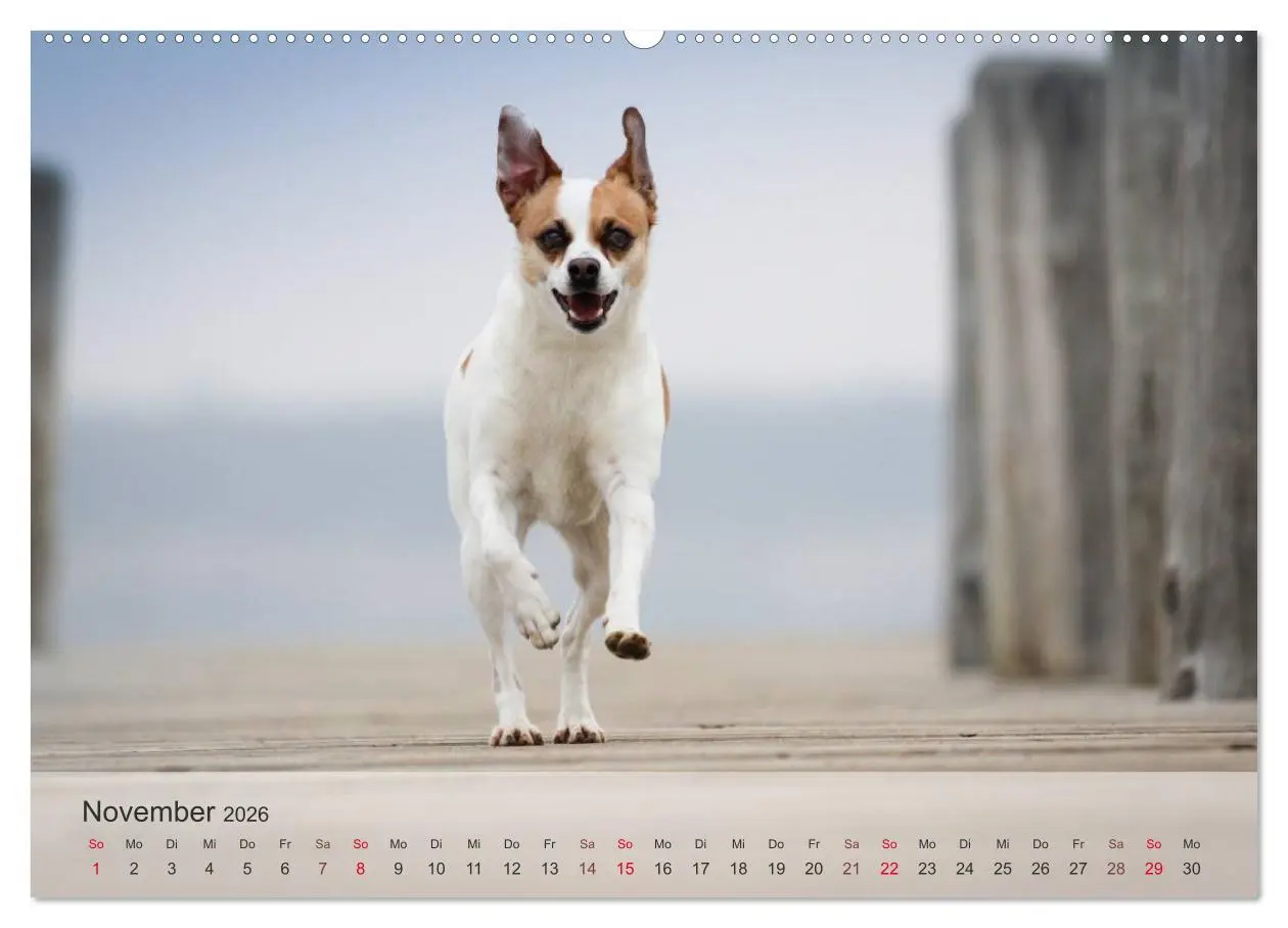 Bild: 9783457973806 | Hunde 2026 - Treue Begleiter (Wandkalender 2026 DIN A2 quer),...