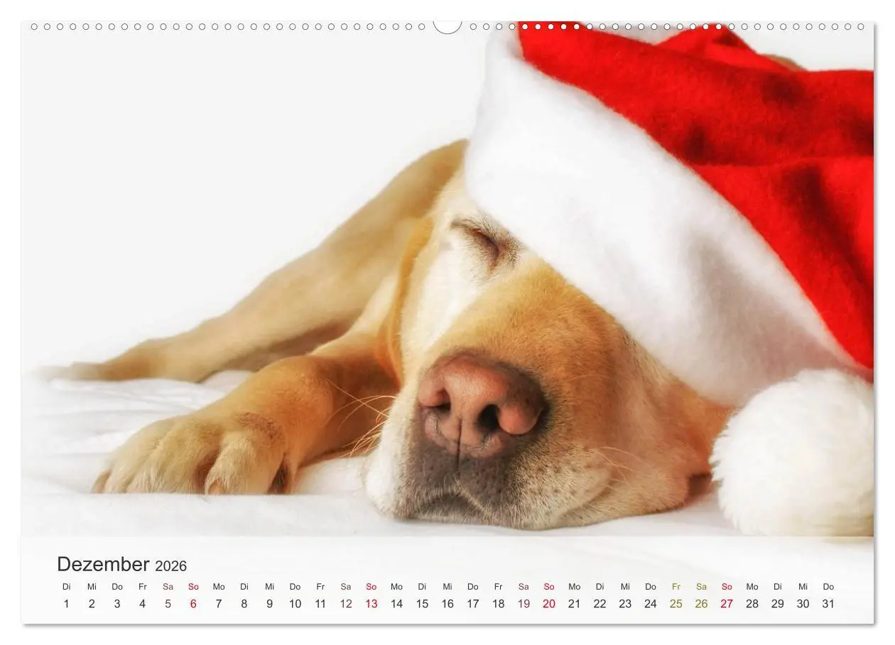 Bild: 9783457973806 | Hunde 2026 - Treue Begleiter (Wandkalender 2026 DIN A2 quer),...