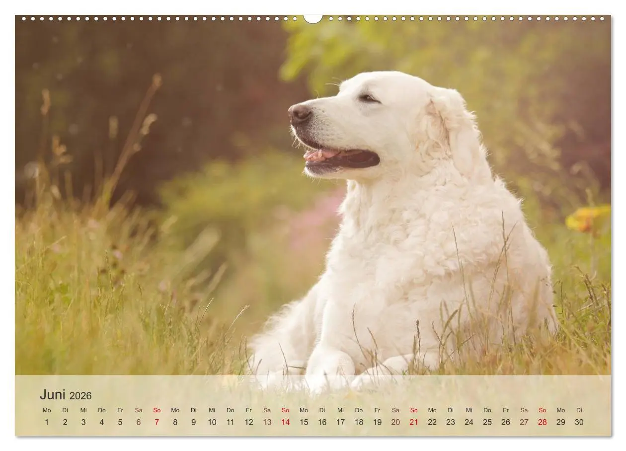Bild: 9783457973806 | Hunde 2026 - Treue Begleiter (Wandkalender 2026 DIN A2 quer),...