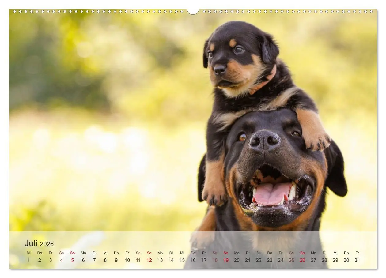 Bild: 9783457973806 | Hunde 2026 - Treue Begleiter (Wandkalender 2026 DIN A2 quer),...