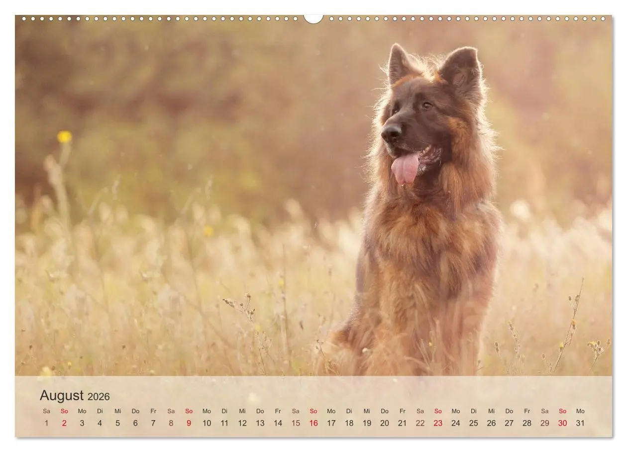 Bild: 9783457973806 | Hunde 2026 - Treue Begleiter (Wandkalender 2026 DIN A2 quer),...